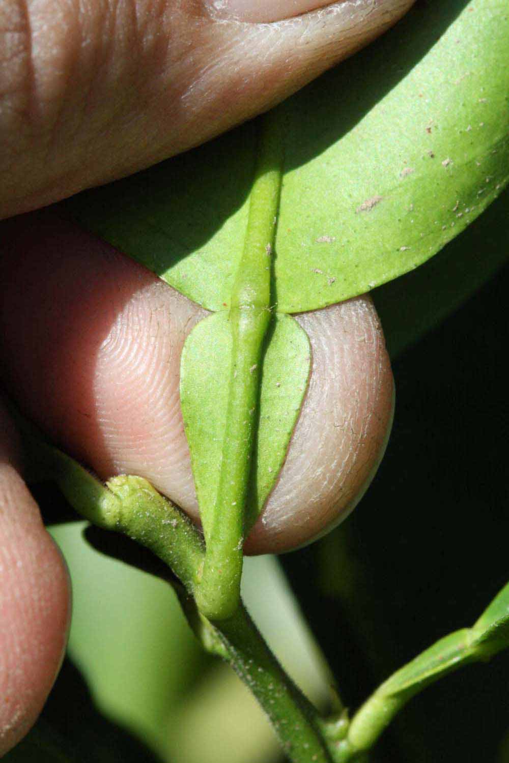              Petiole (Riverside, CA)       